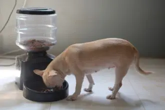 The Best Automatic Dog Feeders
