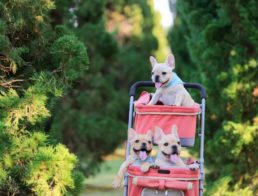 Best Dog Strollers