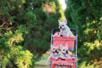 The Best Dog Strollers