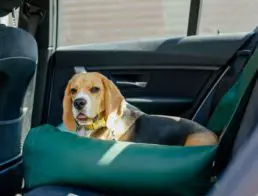 The Best Dog Car Seats and Booster Seats