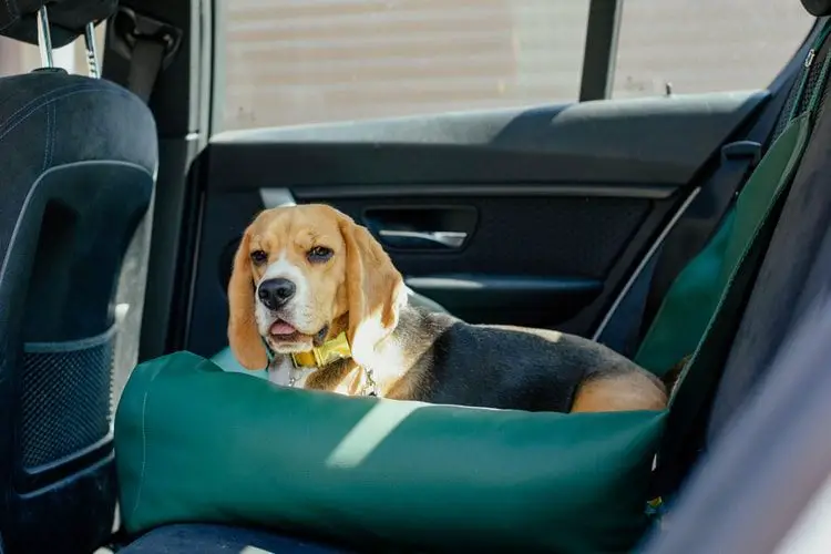The Best Dog Car Seats and Booster Seats
