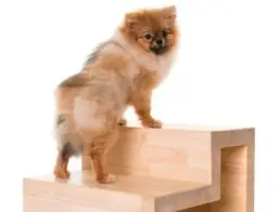 The Best Dog Steps and Stairs